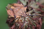 Nördliche Fruchtwanze (Carpocoris fuscispinus)