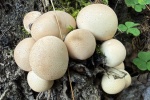 Birnen-St�ubling (Lycoperdon pyriforme) - essbar