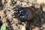 Stierkfer (Typhaeus typhoeus)