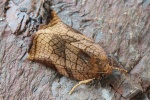 Eschenzwieselwickler (Archips podana)