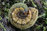 Meldeneule (Trachea atriplicis)