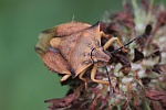 Nrdliche Fruchtwanze (Carpocoris fuscispinus)