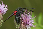 Kleewidderchen (Zygaena lonicerae)