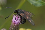 Kleewidderchen (Zygaena lonicerae)