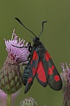 Kleewidderchen (Zygaena lonicerae)