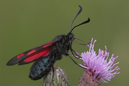 Kleewidderchen (Zygaena lonicerae)