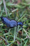 Schwarzblauer Ölkäfer (Meloe proscarabaeus)
