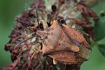Nrdliche Fruchtwanze (Carpocoris fuscispinus)