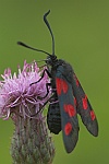 Kleewidderchen (Zygaena lonicerae)