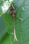 Gebuchtete Marmorflgel-Kcherfliege (Glyphotaelius pellucidus)