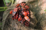 Feuerwanze (Pyrrhocoris apterus)