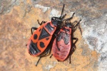 Feuerwanze (Pyrrhocoris apterus)