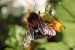 Baumhummel (Bombus hypnorum)