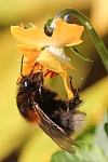 Baumhummel (Bombus hypnorum)