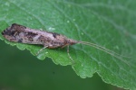 Gebuchtete Marmorflgel-Kcherfliege