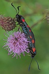 Kleewidderchen (Zygaena lonicerae)