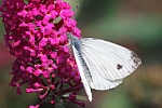 Karstweiling (Pieris mannii)