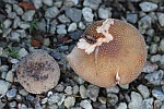 Perlpilz (Amanita rubescens)