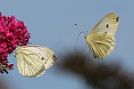 Rapsweiling (Pieris napi)