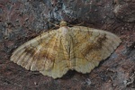 Ockergelber Blattspanner (Camptogramma bilineata)
