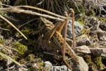 Warzenbei�er (Decticus verrucivorus) - M�nnchen
