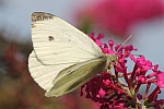 Kleiner Kohlweiling (Pieris rapae)