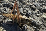 Warzenbei�er (Decticus verrucivorus)