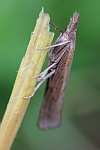 Orangebrauner Grasznsler (Pediasia contaminella)