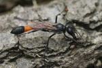 Sandwespe (Ammophila sabulosa)