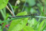 Kleinlibellen (Unterordnung zygoptera)