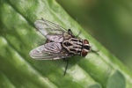 Gefleckte Hausfliege (Graphomya maculata)