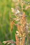 Schnaken (Familie tipulidae)