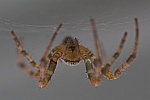 Gartenkreuzspinne (Araneus diadematus)