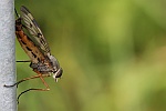 Gemeine Schnepfenfliege (Rhagio scolopaceus)