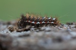 Ampfer-Rindeneule (Acronicta rumicis) - Raupe