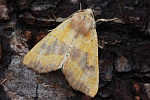 Ockergelbe Escheneule (Atethmia centrago)