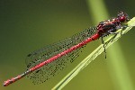 Frhe Adonislibelle (Pyrrhosoma nymphula)