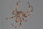 Gartenkreuzspinne (Araneus diadematus)