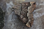 Brauner Nadelwald-Spanner (Pungeleria capreolaria)