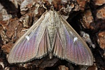Buchsbaumznsler (Cydalima perspectalis)
