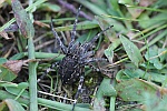 Brckenkreuzspinne (Larinioides sclopetarius)