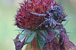 Brckenkreuzspinne (Larinioides sclopetarius)