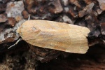 Bunte Bandeule (Noctua fimbriata)