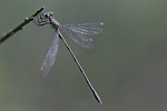 Gemeine Weidenjungfer (Lestes viridis)