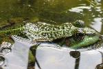 Teichfrosch (Rana esculenta)