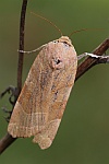 Bunte Bandeule (Noctua fimbriata)