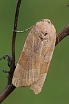 Bunte Bandeule (Noctua fimbriata)