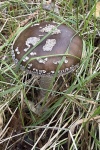 Grauer Wulstling (Amanita excelsa) - essbar