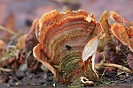 Samtiger Schichtpilz (Stereum subtomentosum)