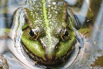 Teichfrosch (Rana esculenta)